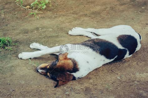 金狗年 睡在地上